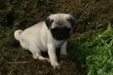 Awesome pug puppies for great homes