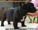 Outstanding french bulldog puppies 