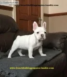 Fresh french bulldog puppies now 