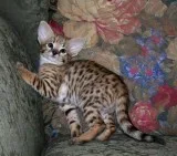 Cute savannah male and female kitten