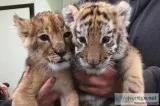 4 sale cheetah cubs , panther, lion cubs