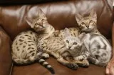  cubs of cheetah, tiger, white lion, leo