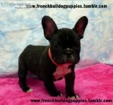 Cute and adorable french bulldog puppies
