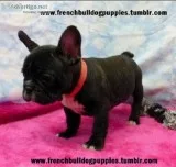 French bulldogs now ready