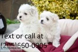 lovely teacup maltese puppies for a new