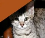 Lovely f2 savannah kittens available