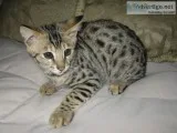 2 savannahs and a bengal kit ready to go
