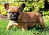 Fantastic french bulldog puppies