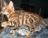 Tica registered savannah and bengal kitt