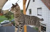F2 savannah male and female kitten