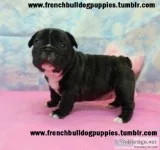 Excited french bulldog puppies