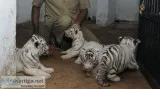 Cheetah, tiger, white lion, leopard 