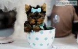  teacup yorkiee maltese & pomeranian