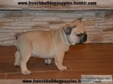 Classic french bulldog puppies now 