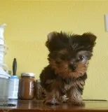  teacup yorkie,  maltese & pomeranian