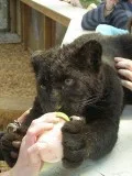  tiger and cheetah cubs 4 sale