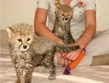 Cheetah cubs for sale now
