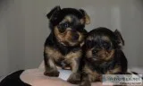 Beautiful yorkie puppies (208) 490-8964