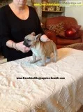 Pretty nice french bulldog puppies now 