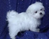 Purebred tiny teacup maltses puppies