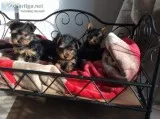 Gorgeous male and female yorkie puppies