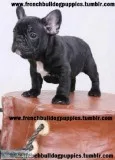 Brown n tan french bulldog puppies