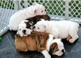Cute english bulldog puppies ready 