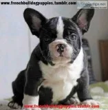 Cute healthy french bulldog puppies 