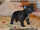 Lovely n cute french bulldog puppies