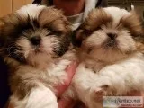 Potty trained shih tzu puppies, 