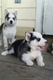  siberian husky puppies
