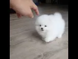 Pomeranian puppies for sale