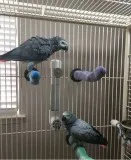 Congo african grey bonded pair