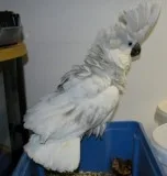 Unbrella cockatoo parrots with cage