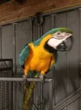Blue and gold maccaw parrots for sale?