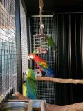 Beautiful blue and gold macaws and other