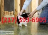 Marvelous pomeranian puppies ready