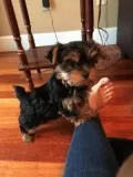 Adorable teacup yorkie puppies