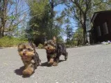 Akc cute yorkie puppies