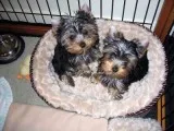  adorable akc teacup and micro doll face