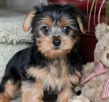 Purebred tiny yorkie puppies 