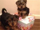 Best quality tea-cup yorkie puppies