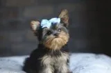 Akc yorkie puppies available