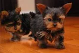 Registered home trained yorkie puppies 