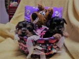 Charming yorkie puppies