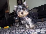 100% parti color toy yorkies puppies