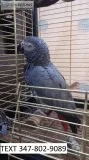 Lokf african grey with cages m/f pair