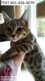 Terdf bengal jovial kittens m/f ready