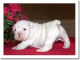 Affectionate english bulldog puppies