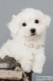 Very playfulmaltese puppies